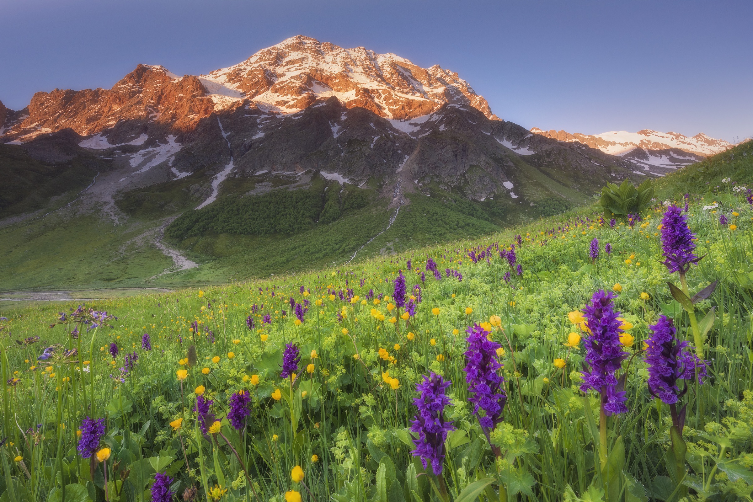 Flora of russia. Болото Чифандзар Северная Осетия. Национальный парк Алания в Северной Осетии. Альпийские Луга Северной Осетии РСО Алания.